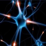 Brain Synapse